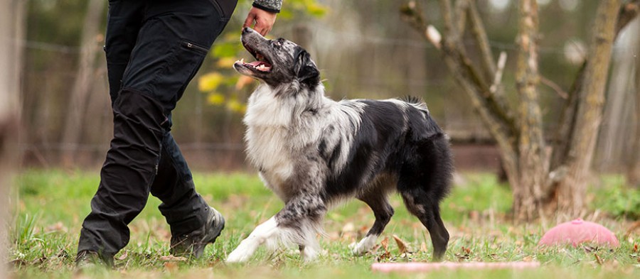 hundefreunde lippstadt lvm rally obedience ravensberg lippe