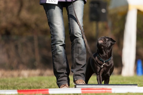 hundefreunde lippstadt rally obedience